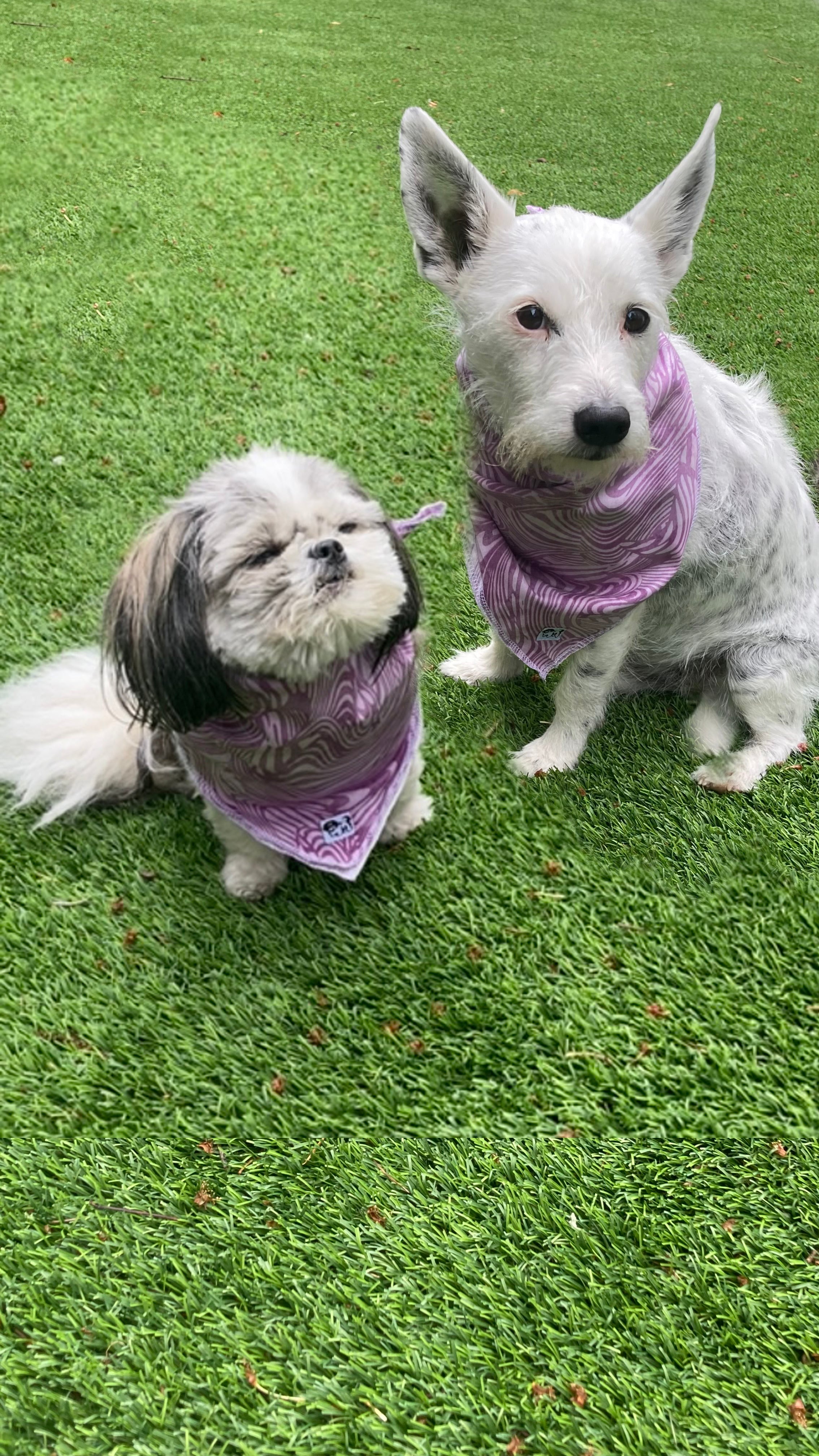 Embark Bandana (Pet)