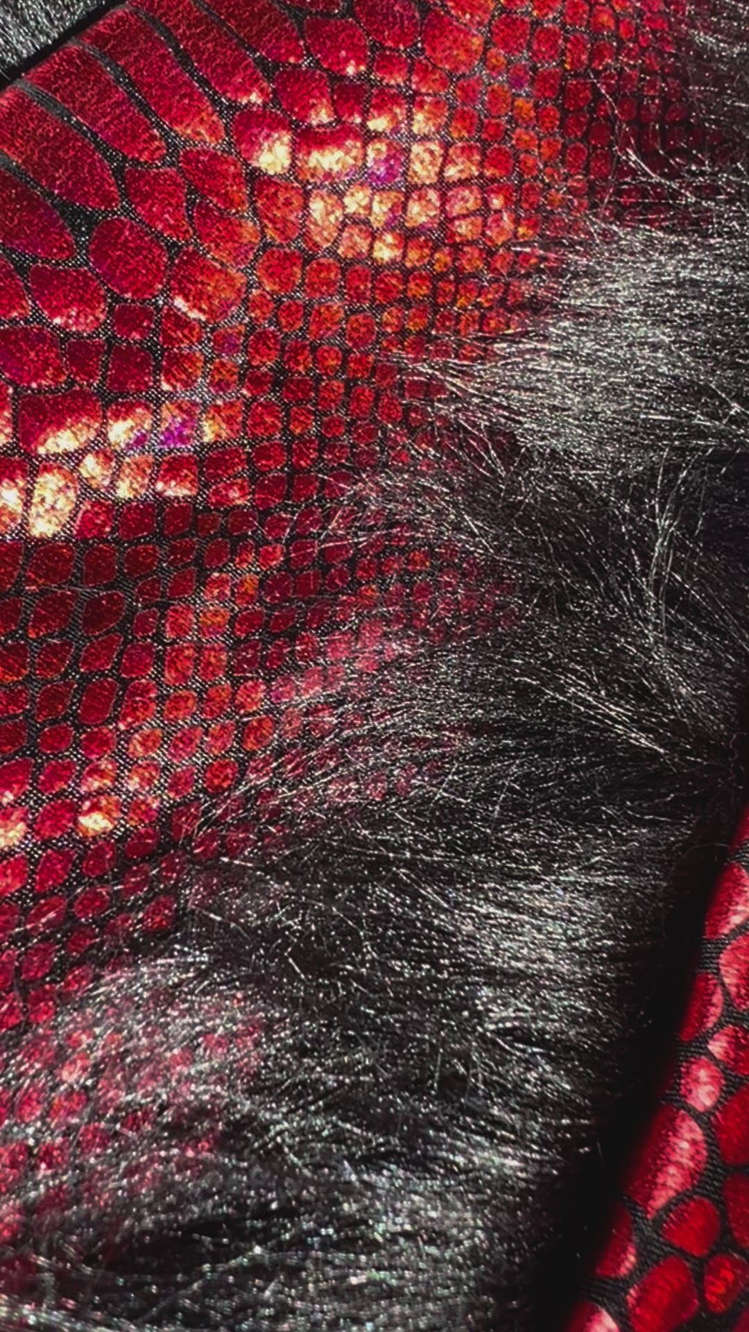 Scarlet Python Bunny Ears (People)