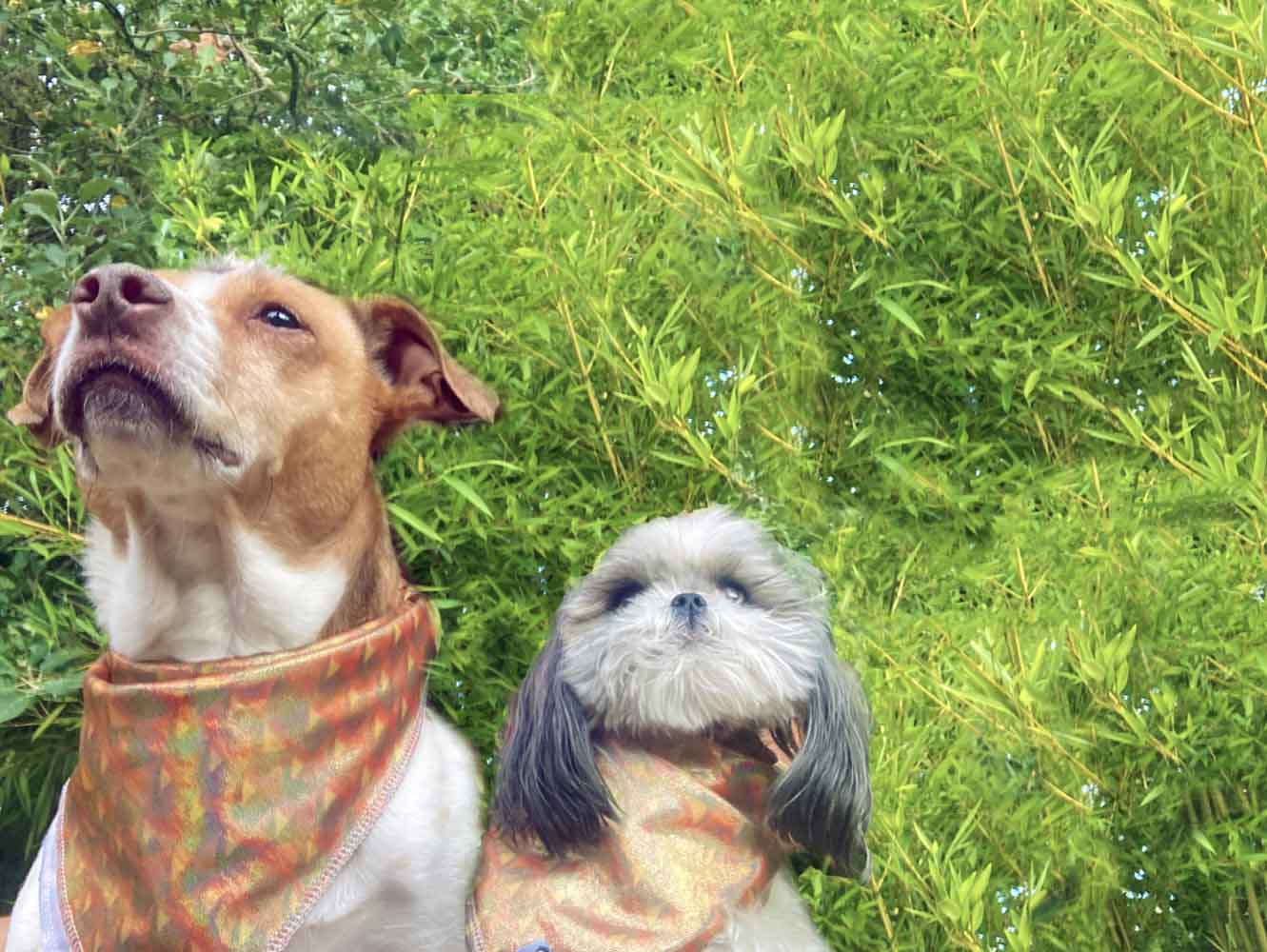Golden Retriever Hour Bandana (Pet)