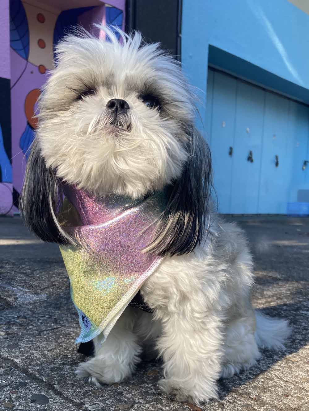 Maya Bandana (Pet)